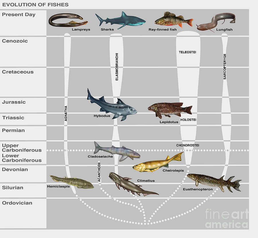 Evolution Of Fishes, Illustration #2 Photograph by Gwen Shockey
