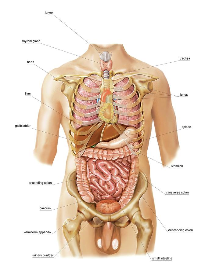 Anatomy Photograph - External Projection Of Internal Organs #2 by Asklepios Medical Atlas