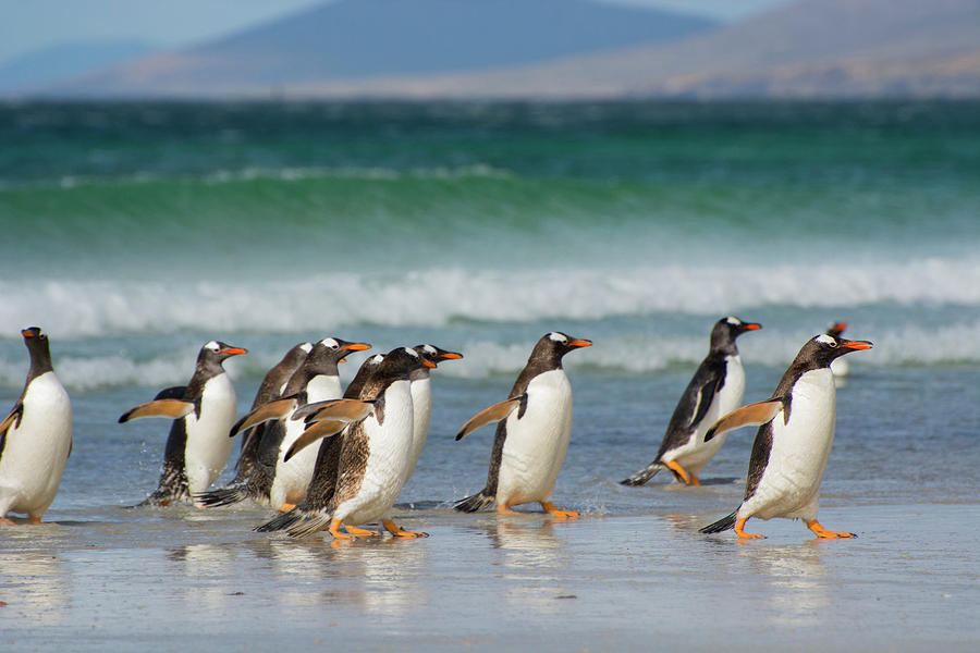 Penguin Photograph - Falkland Islands #2 by Inger Hogstrom