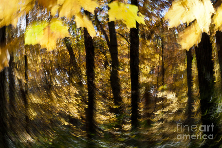 Fall Abstract #3 Photograph by Steven Ralser