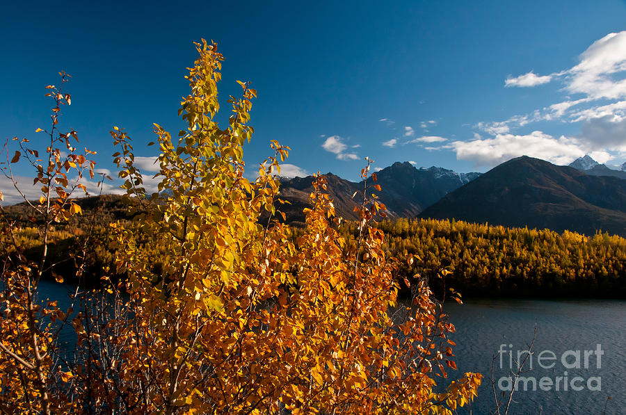 Fall Colors, Alaska Photograph by Mark Newman