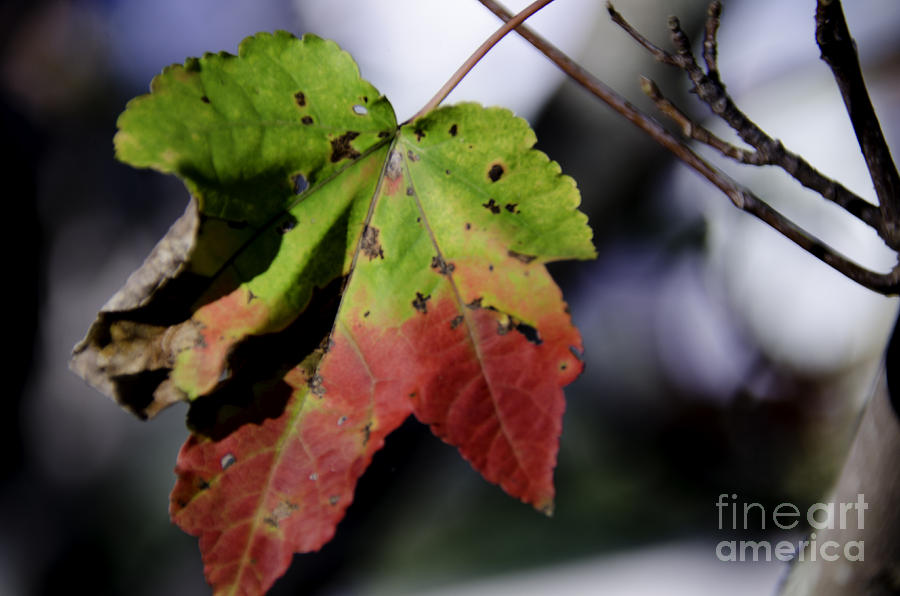 Leaf Metamorphosis Photograph