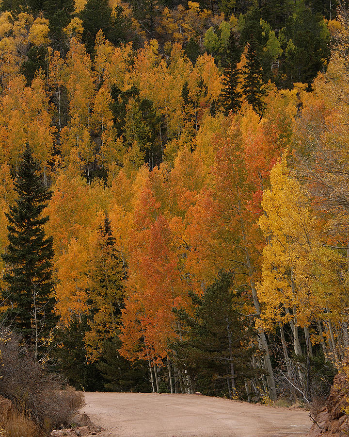 Fall Colors #2 Photograph by Ernest Echols
