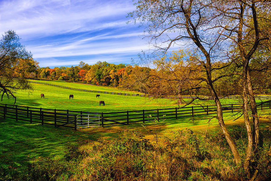 Fall Colors Horse Farm Photograph by Louis Dallara