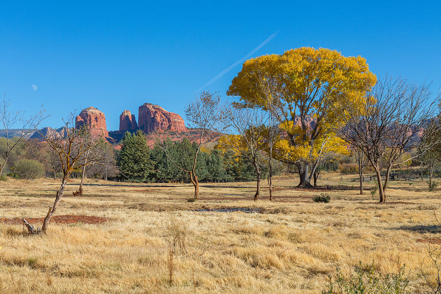 Fall Photograph - Fall field on Cathedral Rock by Scott Campbell