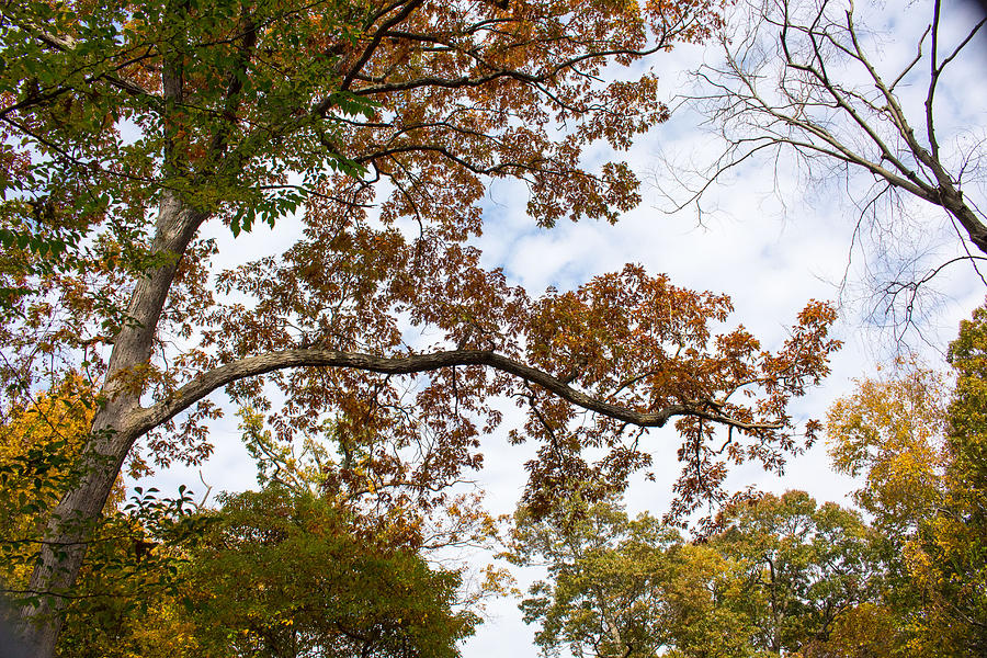 Fall foliage at Caumsett State Historic Park Preserve #2 Photograph by Susan Jensen