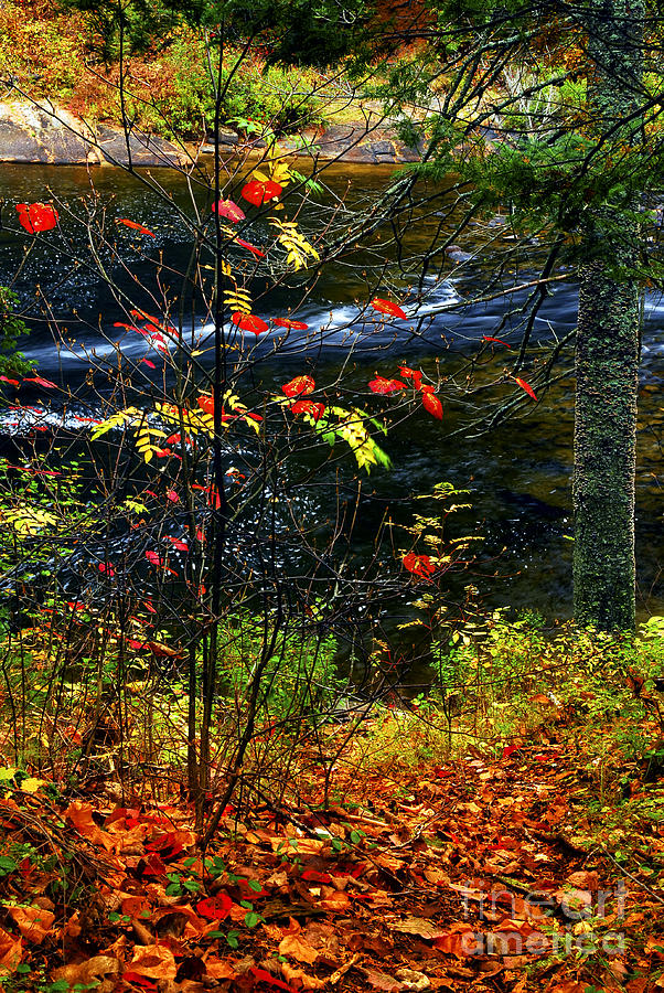 Red leaves and forest river Photograph by Elena Elisseeva