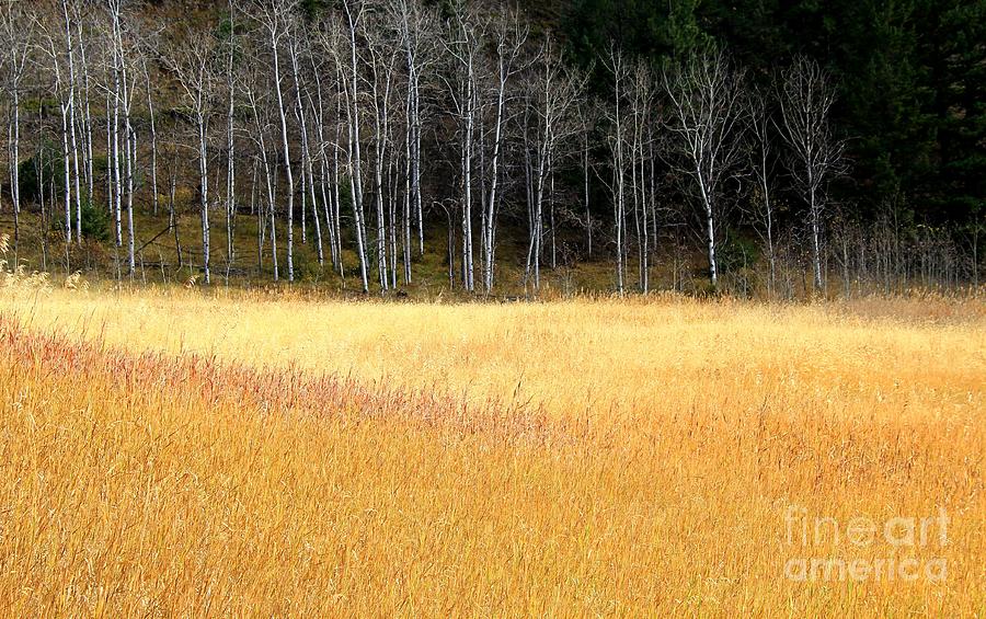 Fall Grasses #6 Photograph by Roland Stanke
