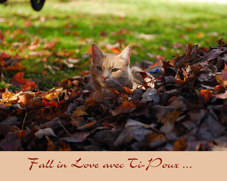 Fall in Love avec Ti-Poux #2 Photograph by Gino Carrier