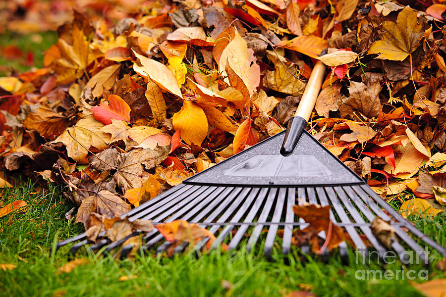 Fall Photograph - Autumn leaves with rake by Elena Elisseeva