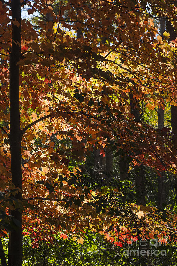 Fall Maples - Arboretum - Madison Photograph by Steven Ralser