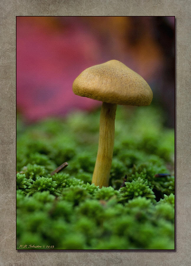 Fall Mushroom 5 #2 Photograph by WB Johnston