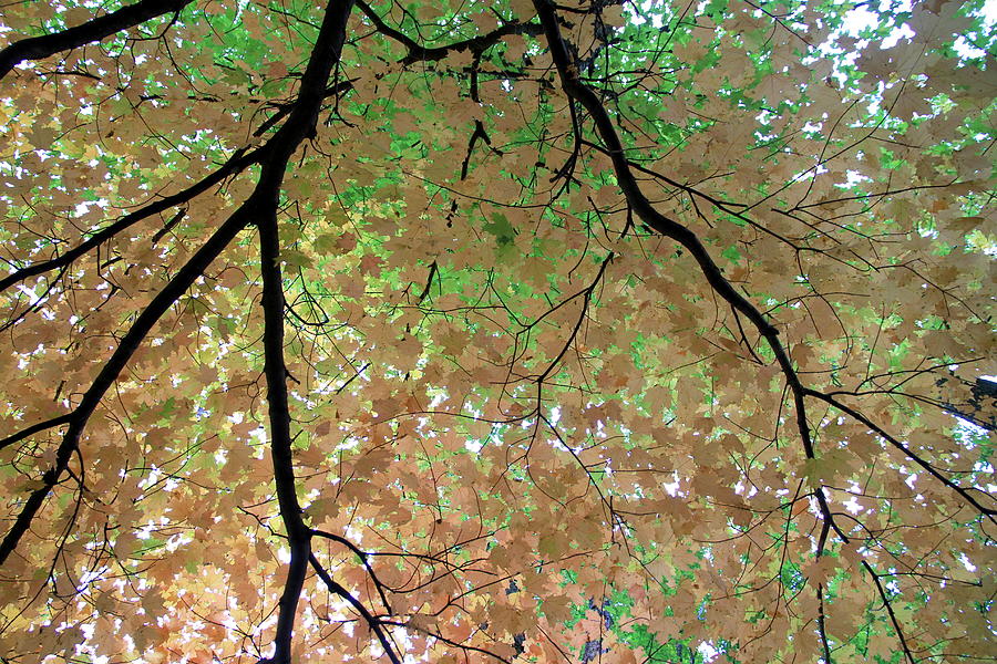 Fall Photograph - Fall Tree #2 by Valentino Visentini
