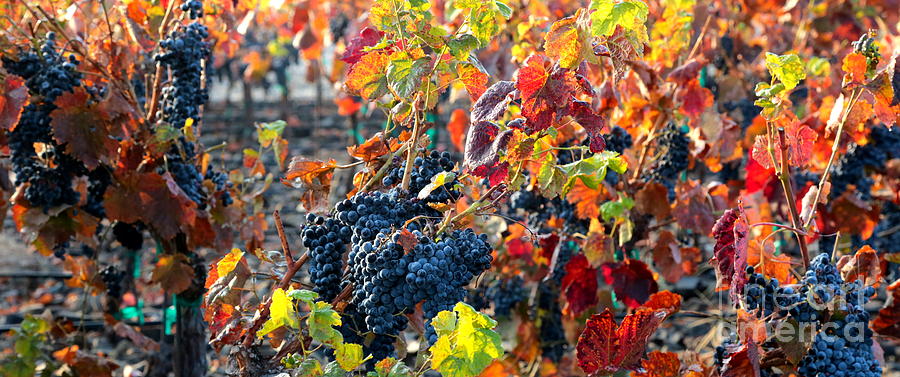 Fall Vineyard Photograph by Carol Groenen
