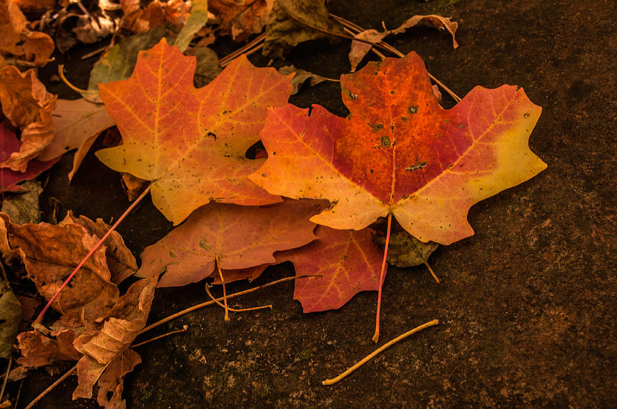 Seasons Photograph - West Fork Fallen Leaves by Tam Ryan