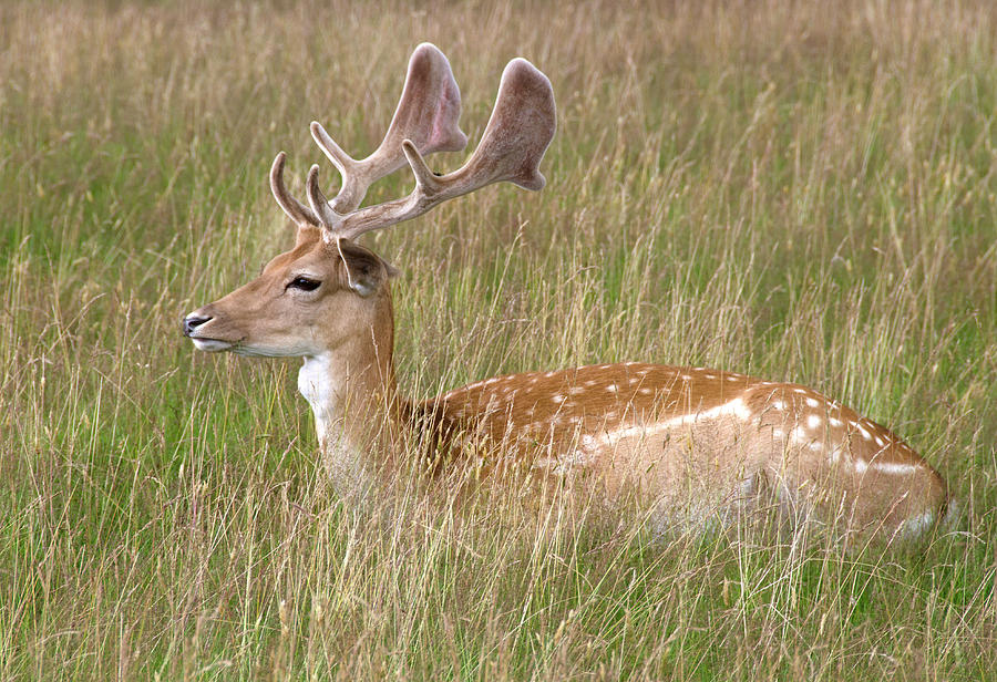 Fallow Deer Buck #2 Photograph by Nigel Downer