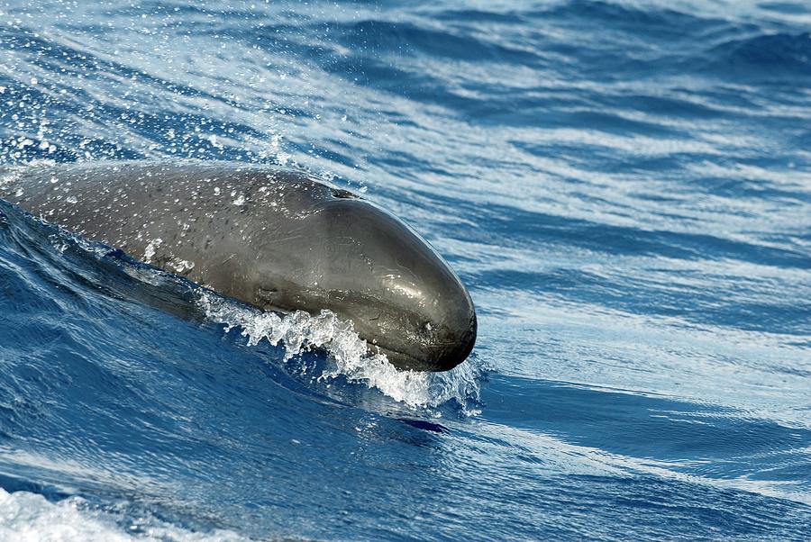 False Killer Whale #2 Photograph by Christopher Swann/science Photo Library