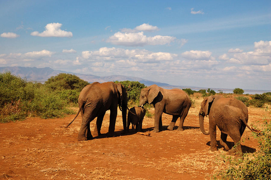 Family of Elephants Photograph by Mark Rasmussen - Fine Art America