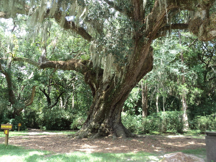 Family Tree Photograph by Thad Burns - Fine Art America