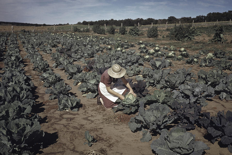 Farming, 1940 #2 Photograph by Granger