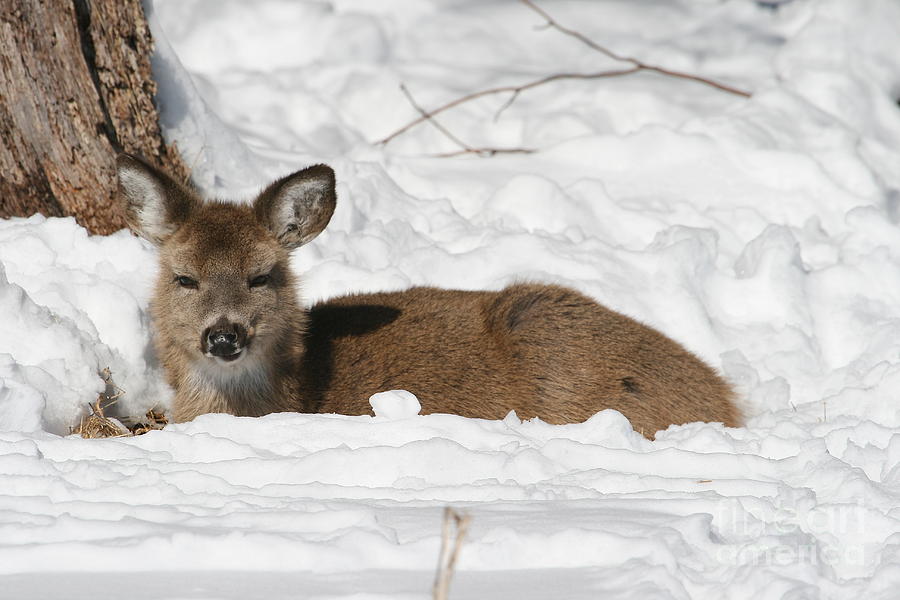 Winter Photograph - Fawn in the Snow #1 by Ken Keener