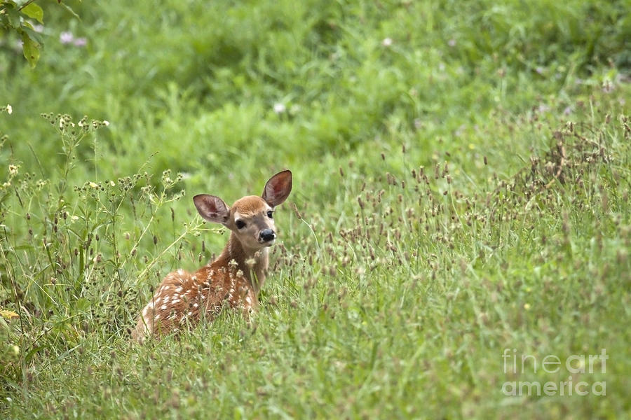 Fawn Series Photograph by Jeannette Hunt