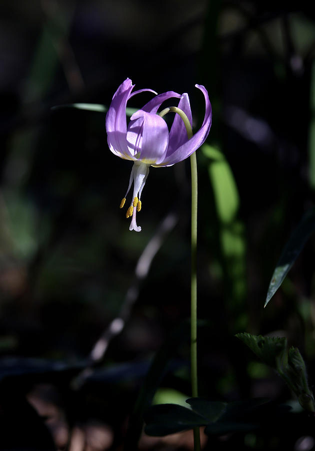 Fawn Lily #2 Photograph by Betty Depee