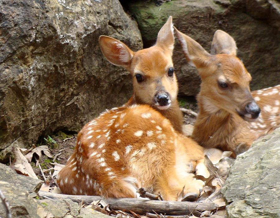 Fawns Photograph by Anthony Seeker