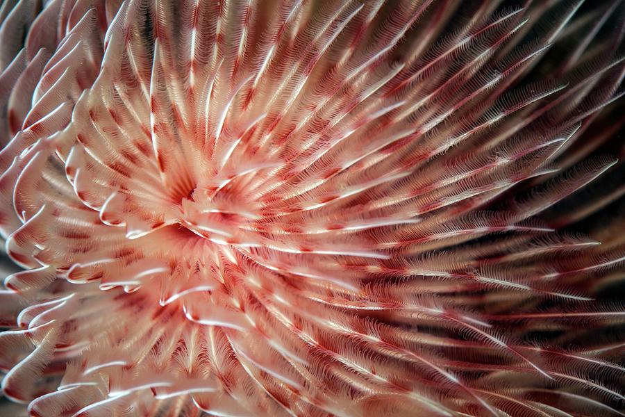 Feather Duster Worm Photograph by Ethan Daniels