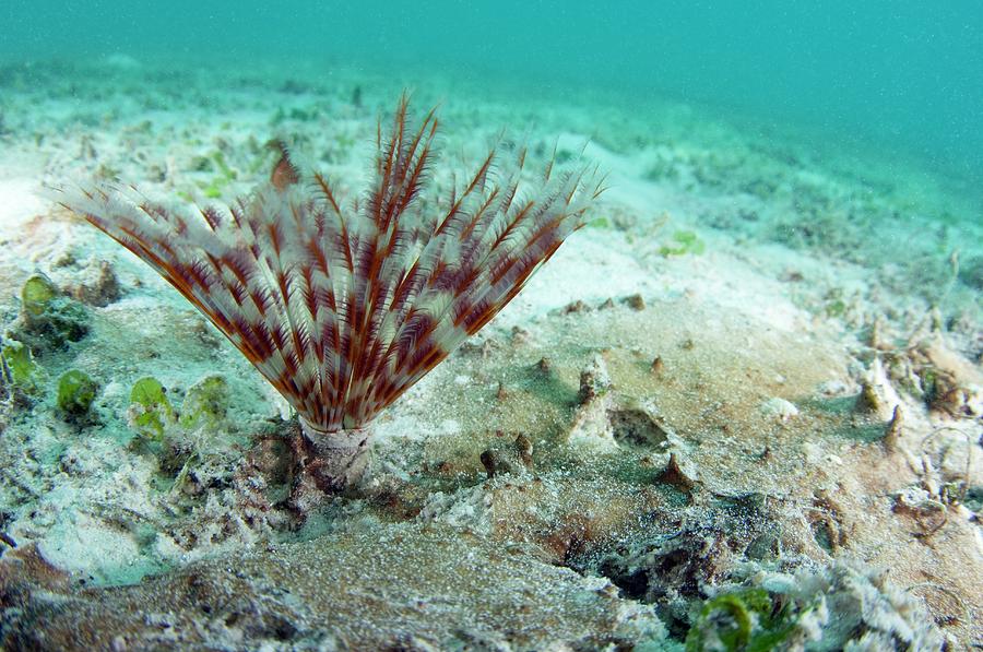 Feather Duster Worm #2 Photograph by Scubazoo/science Photo Library