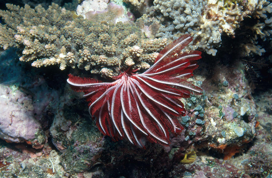 Feather Star #2 Photograph by Newman & Flowers