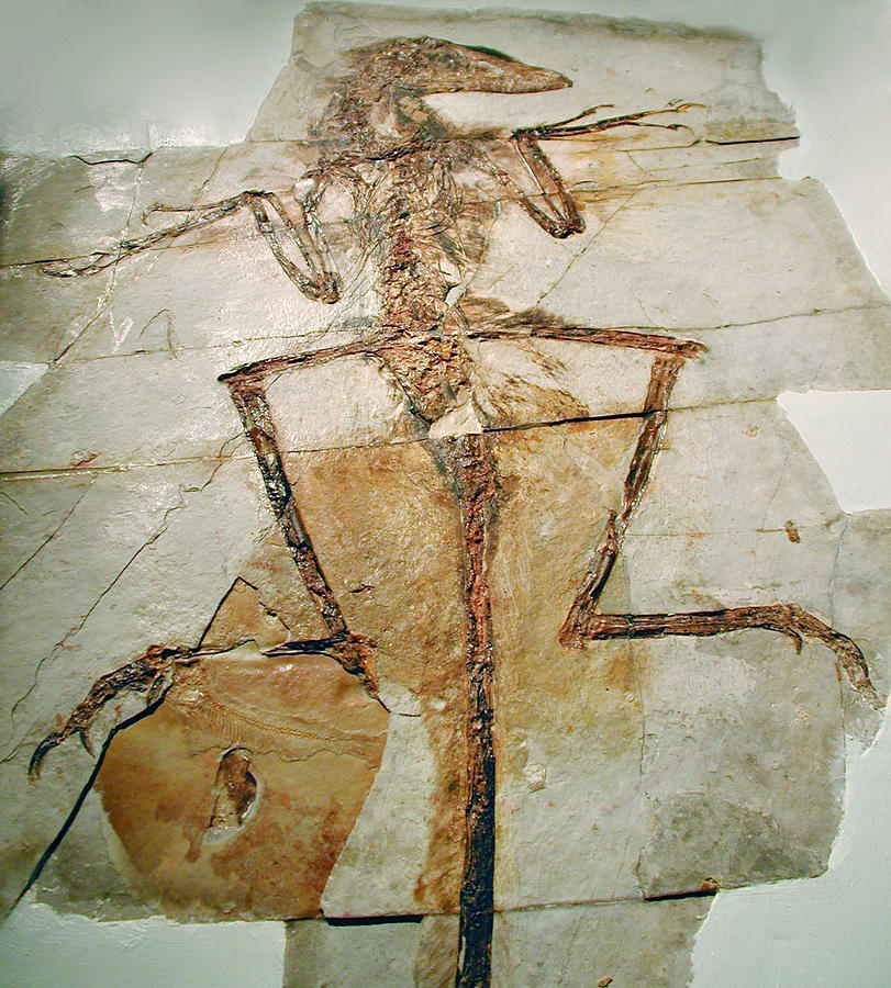 Feathered Dinosaur Fossil #2 Photograph by Sinclair Stammers/science Photo Library
