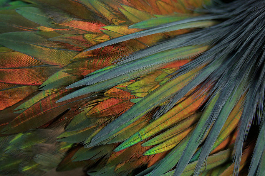 Feathers Of A Nicobar Pigeon, Caloenas Photograph by Tim Laman