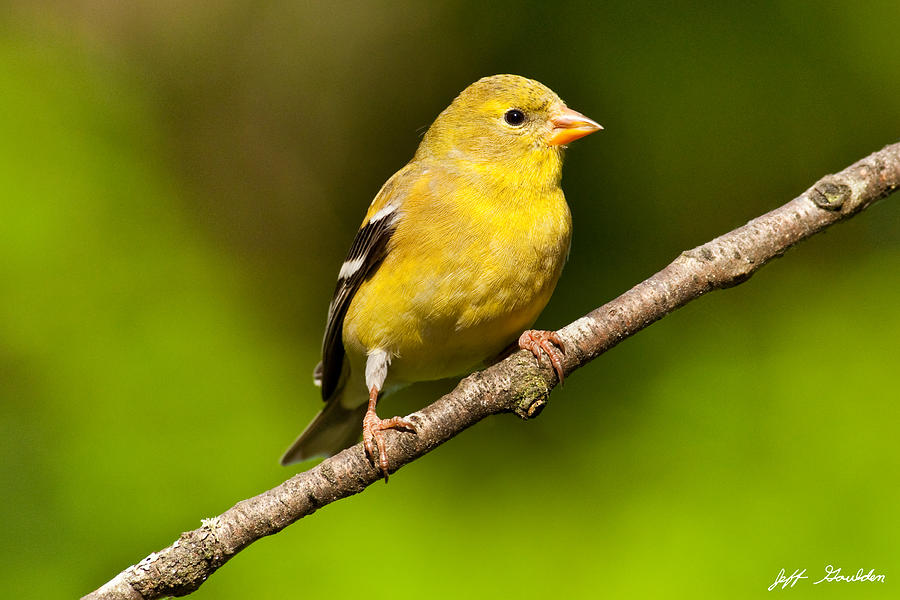 Female American Goldfinch Photograph by Jeff Goulden