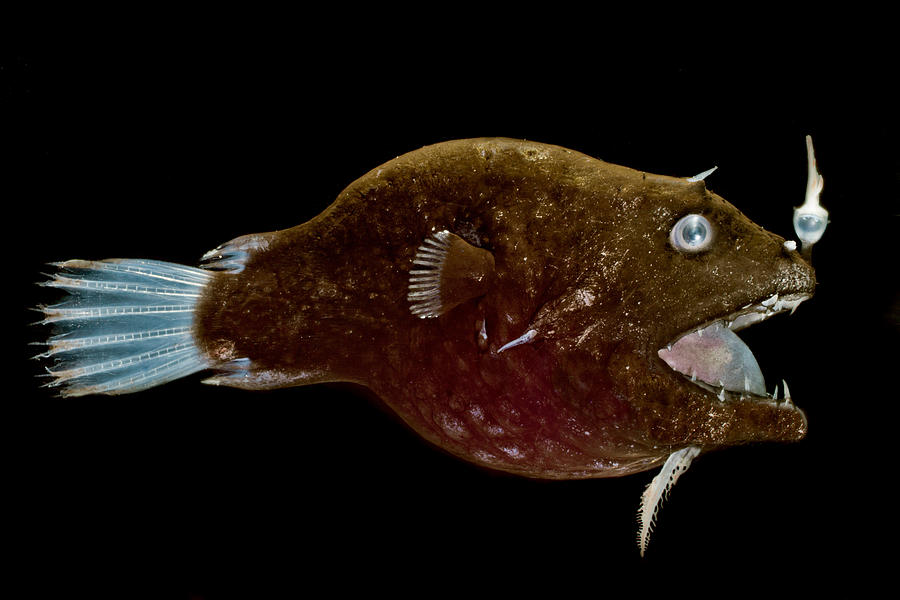 Female Anglerfish Linophryne Sp Photograph by Danté Fenolio - Fine Art ...