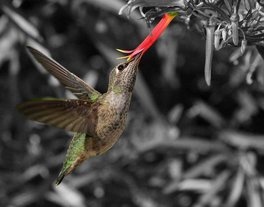 Hummingbird Photograph - Female Annas hummingbird #2 by Old Pueblo Photography