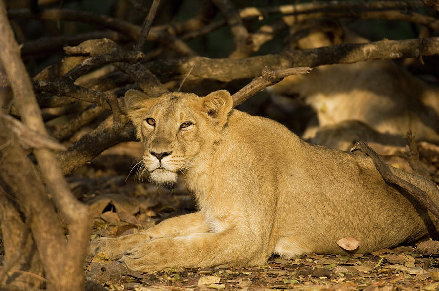 female lion in hindi