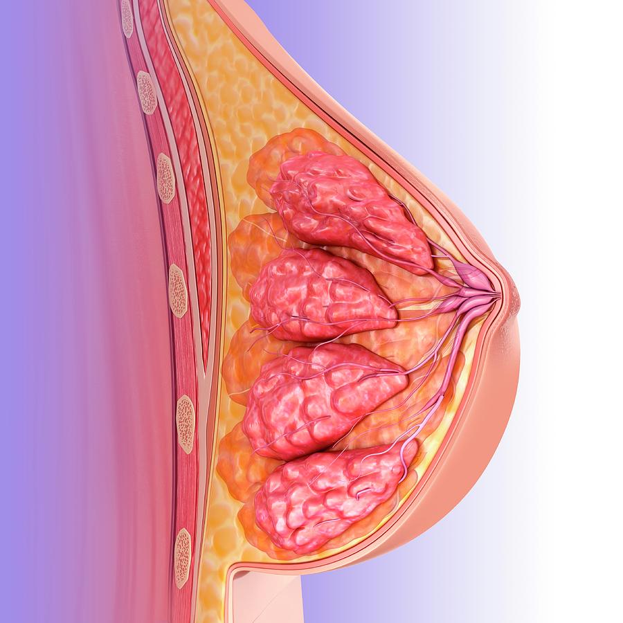 Breast, Labeled Illustration - Stock Image - C050/4477 - Science