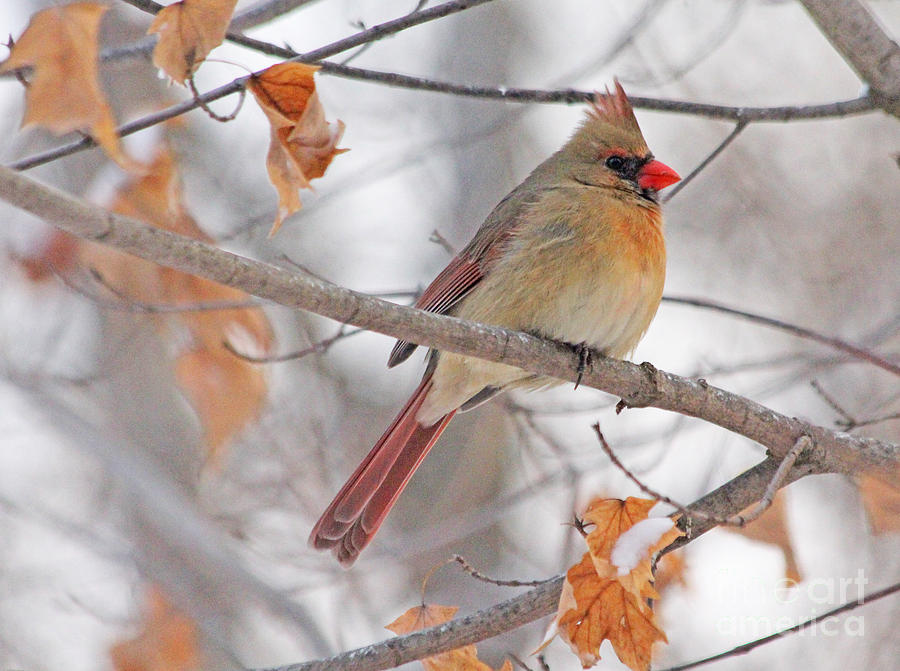 Female Cardinal in Winter #2 Photograph by Jack Schultz
