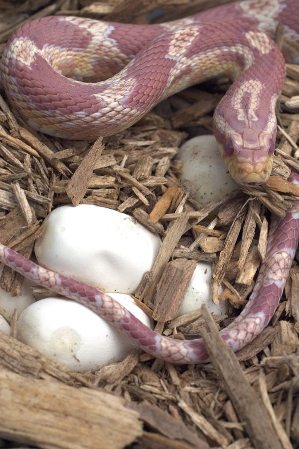 Female Corn Snake With Eggs #2 Photograph by Paul Whitten