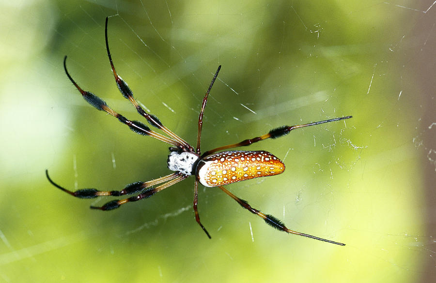 Female Golden Silk Spider #2 Photograph by Millard H. Sharp