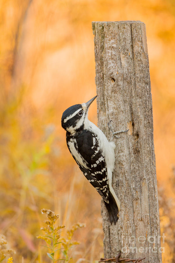 Nature Photograph - Female Hairy Woodpecker #2 by Linda Freshwaters Arndt