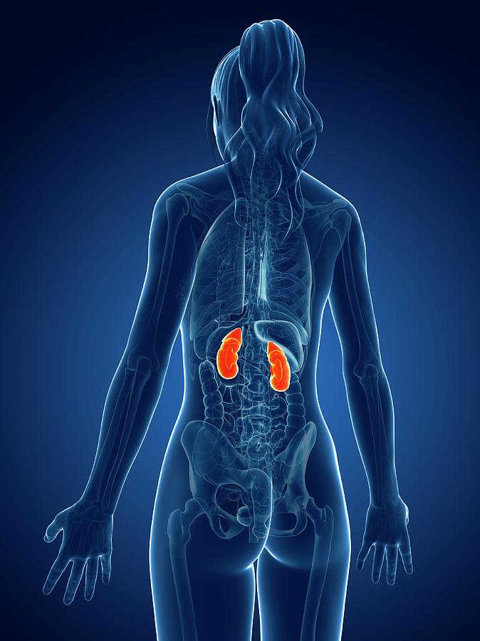 Female Kidneys Photograph by Sebastian Kaulitzki - Fine Art America