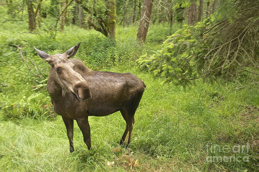 Female Moose #2 Photograph by Sean Griffin