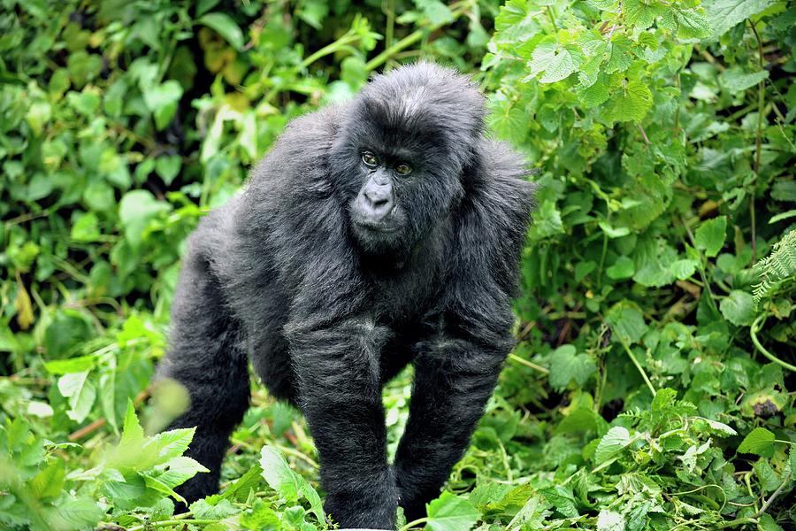 Volcanoes National Park Photograph - Female Mountain Gorilla #2 by Dr P. Marazzi/science Photo Library