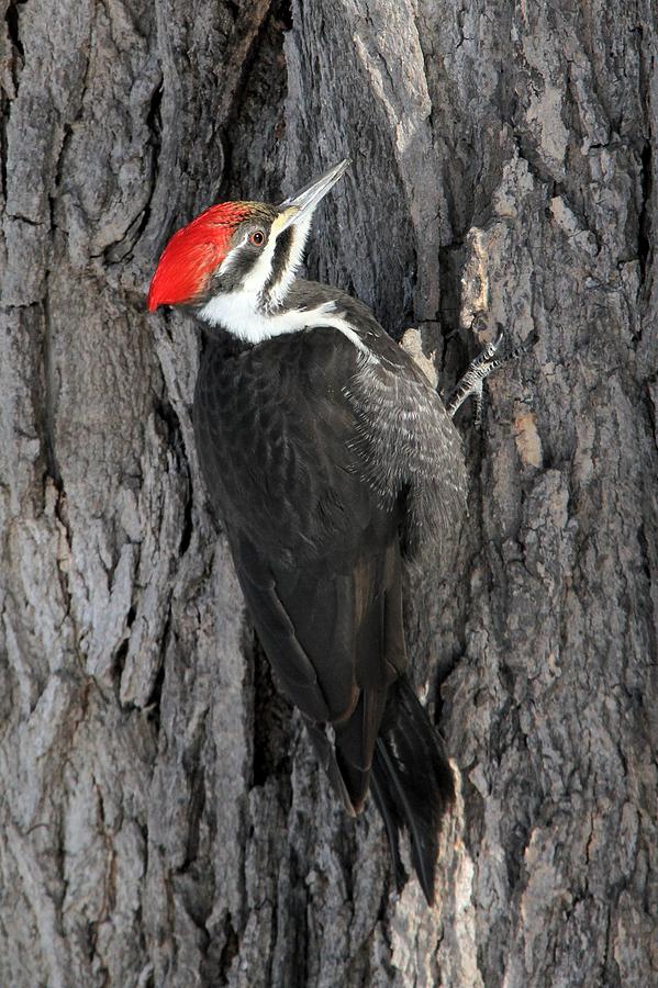 Female Pileated Woodpecker #2 Photograph by Doris Potter