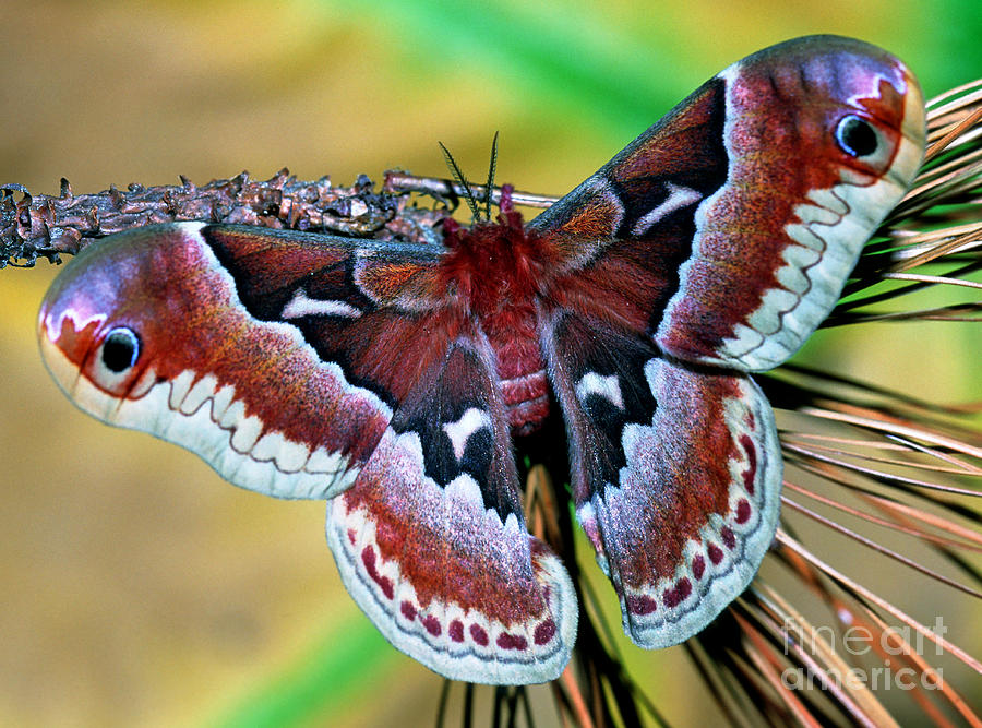 Female Promethea Moth #2 Photograph by Millard H. Sharp