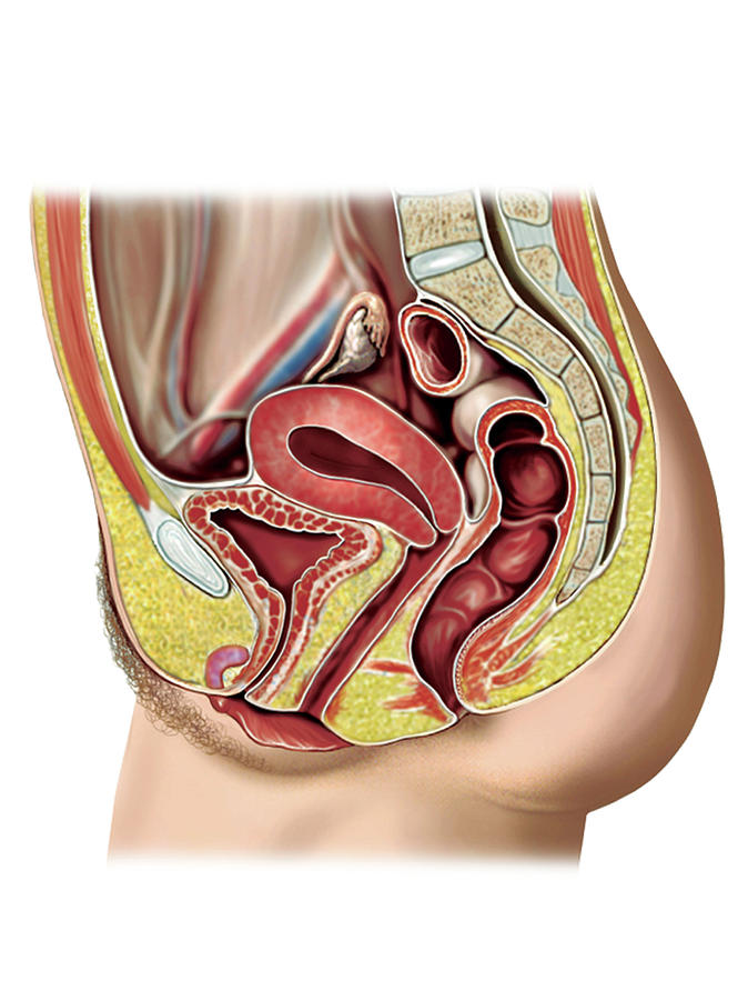 Anatomy Photograph - Female Sexual Response #2 by Asklepios Medical Atlas