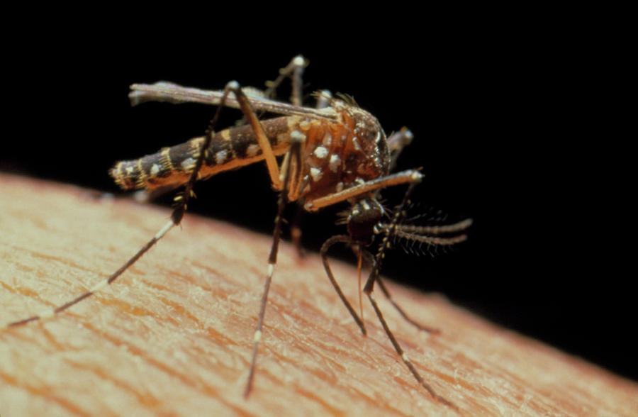 female-yellow-fever-mosquito-photograph-by-martin-dohrn-science-photo