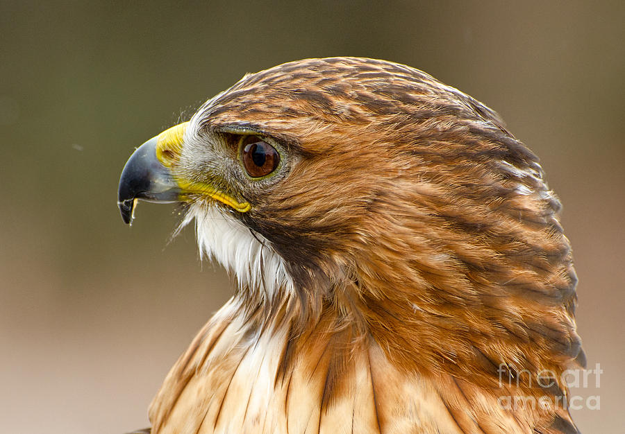 Ferruginous Hawk #2 Photograph by Les Palenik